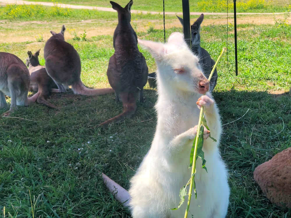 カナダ ケロウナにあるカンガルーファーム Kangaroo Creek Farm で白いカンガルーが見れるよ 旅するダンサー自由記