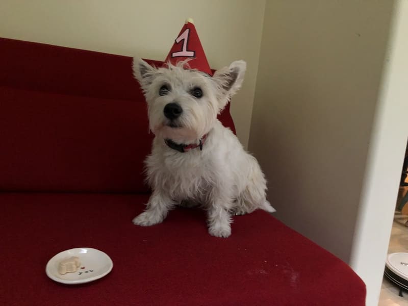 犬の誕生日の祝い方 愛犬ウィニーが1歳になりました 旅するダンサー自由記