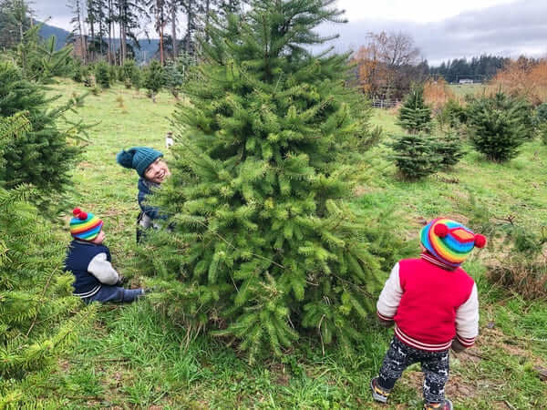 カナダのクリスマスツリーは本物！モミの木農園に家族で行ってきたよ